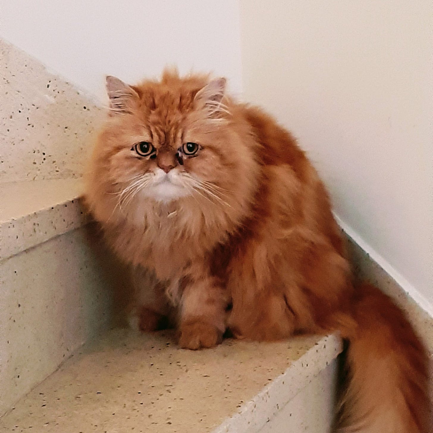 Yellow Persian cat standing on a white-ish staircase