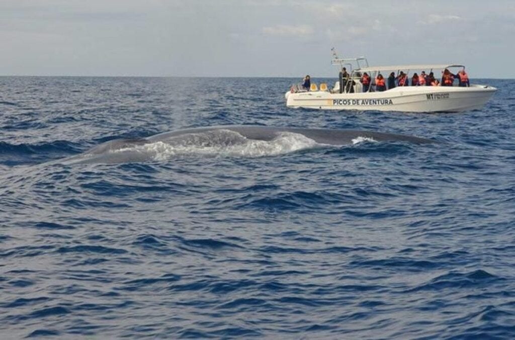 whale watching in ponta delgada