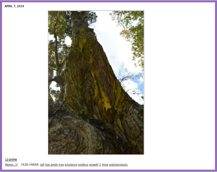 Ursula's Tumblr | Low angle photo of a tree, the trunk stretches endlessly into the sky.
