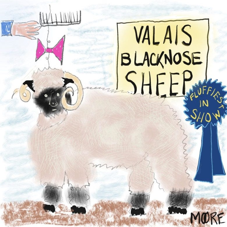 A cartoon drawing of a ram getting its very fluffy fleece combed. The Valais blacknose sheep has a blue ribbon for Fluffiest in Show at the National Western Stock Show.