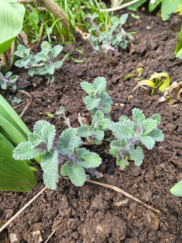 Nepeta