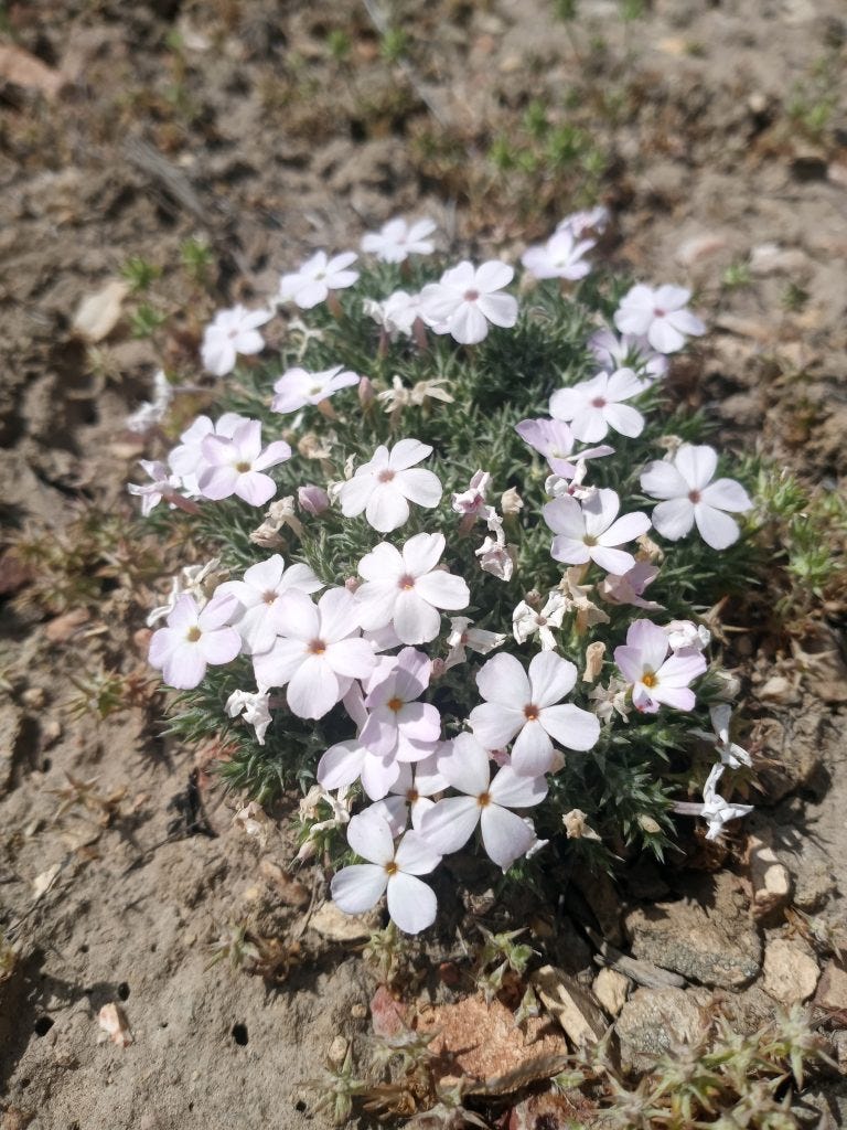 Photo 20: Phlox casepitos indicator of shallow soils and rock flow areas