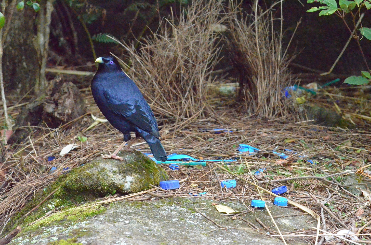 A satin bowerbird stands on a rock in a forest, surrounded by blue plastic items and natural debris. A satin bowerbird stands on a rock in a forest, surrounded by blue plastic items and natural debris.