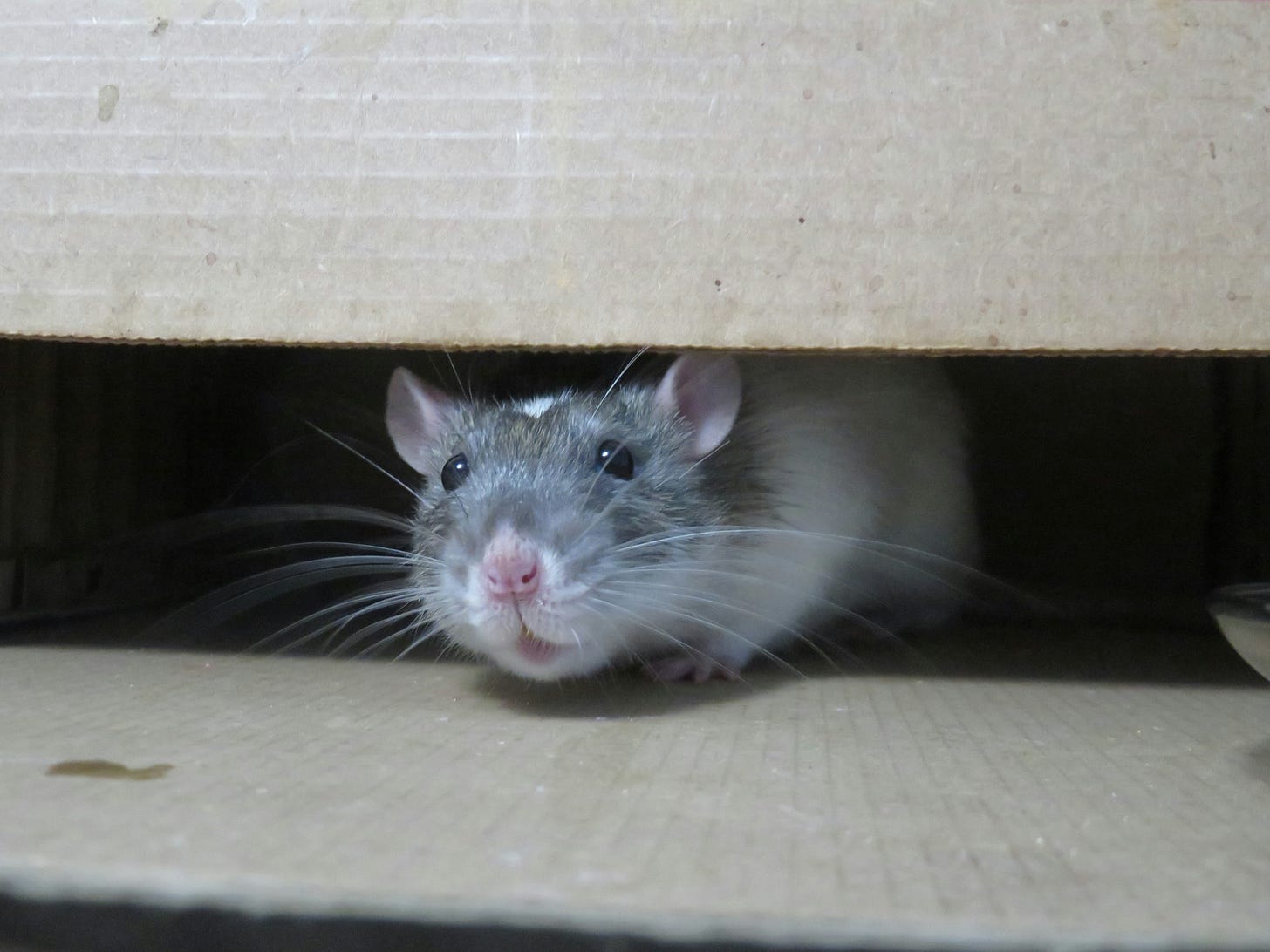 Rat hiding in a cardboard box