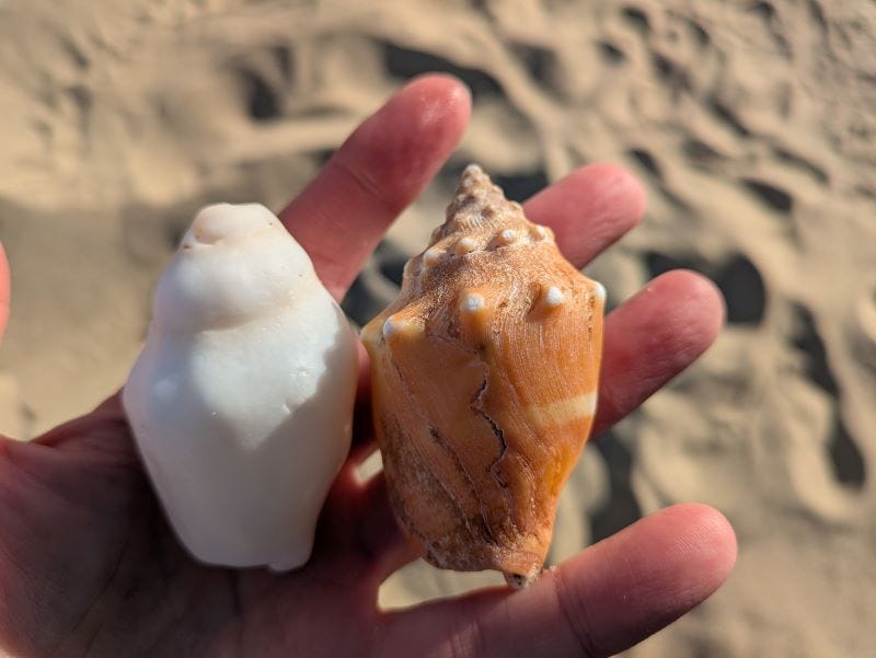 The soft edges of a very old conch compared to the sharp edges of a young one