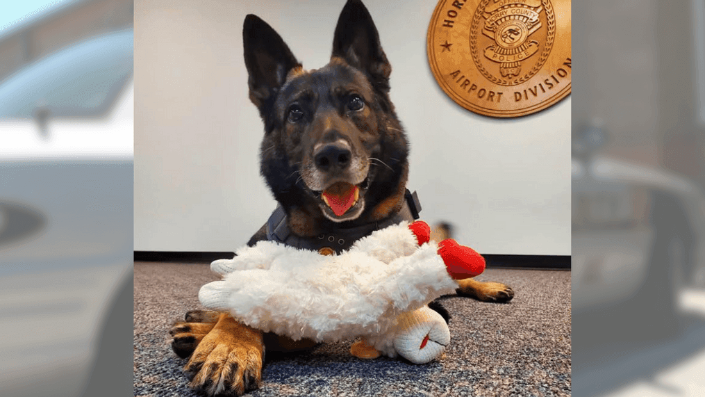 Horry County Police Dept. mourns the sudden passing of K9 Bram following a medical emergency on Saturday, Aug. 13, 2023. (Credit: HCPD)
