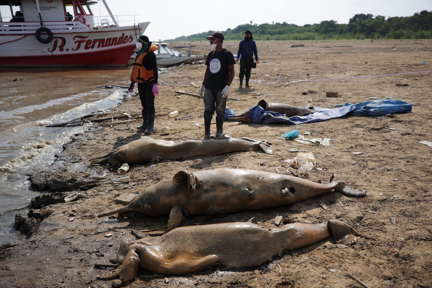 Death of dolphins in Amazon linked to severe drought and heat