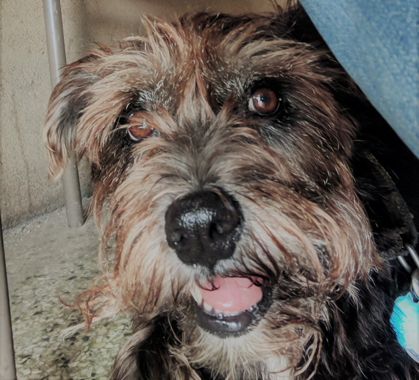 My dog Keely peering at the camera from under a table