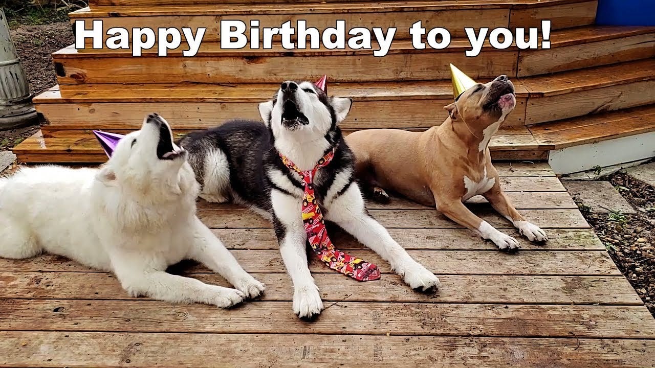 Happy Birthday Dog Images - Micronica68