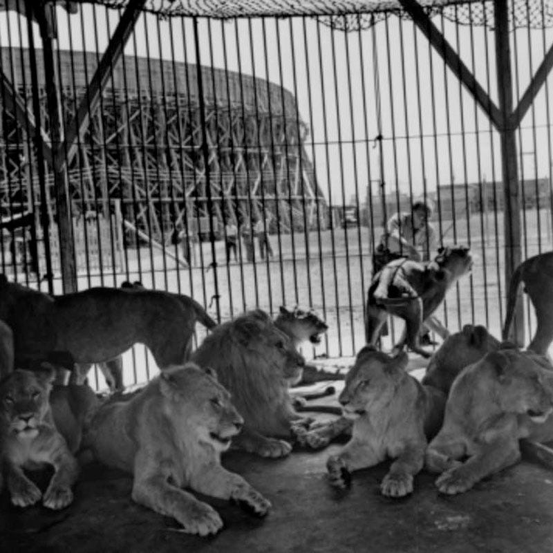 Lions caged waiting for their scene behind the scenes of 1951 biblical epic Quo Vadis