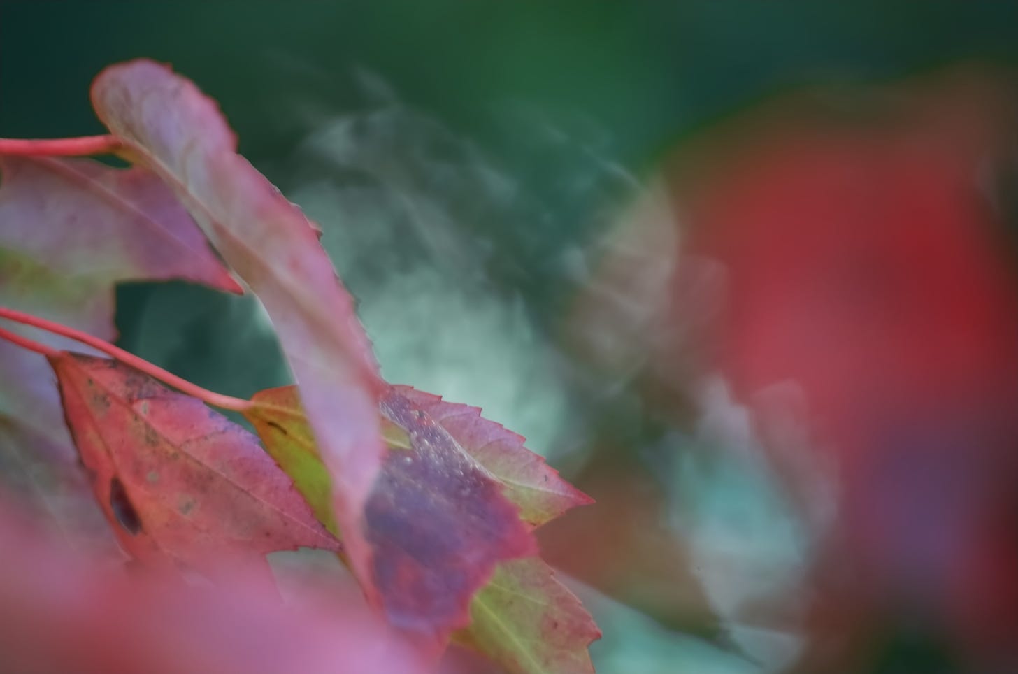 Red maple leaves showcase the onset of fall against a soft evergreen background.