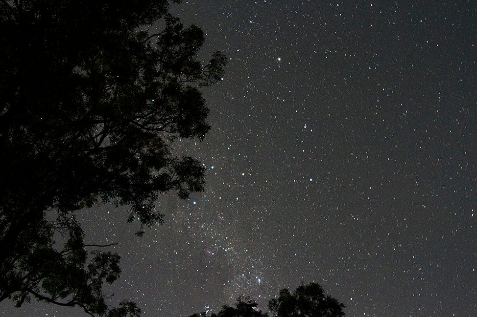 A starry night sky viewed through the outline of dark trees.