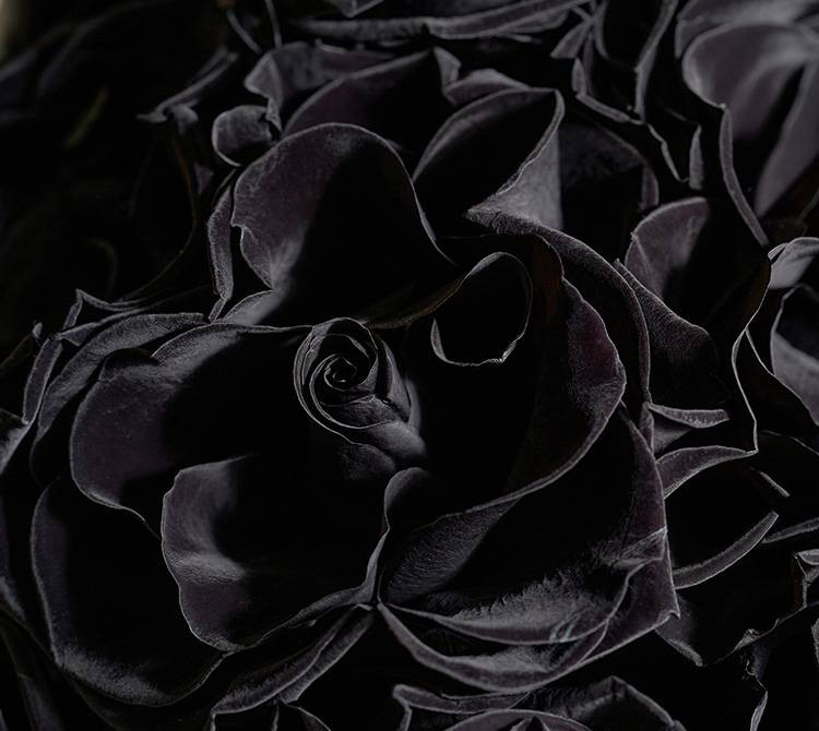 Black Rose Symbolism: Meaning & Origin | Venus et Fleur