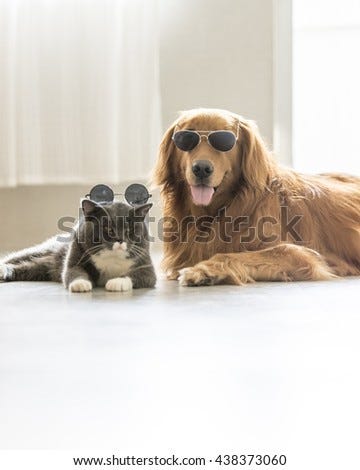 Image result for gray striped cat and Cocker spaniel Image result for gray striped cat and Cocker spaniel