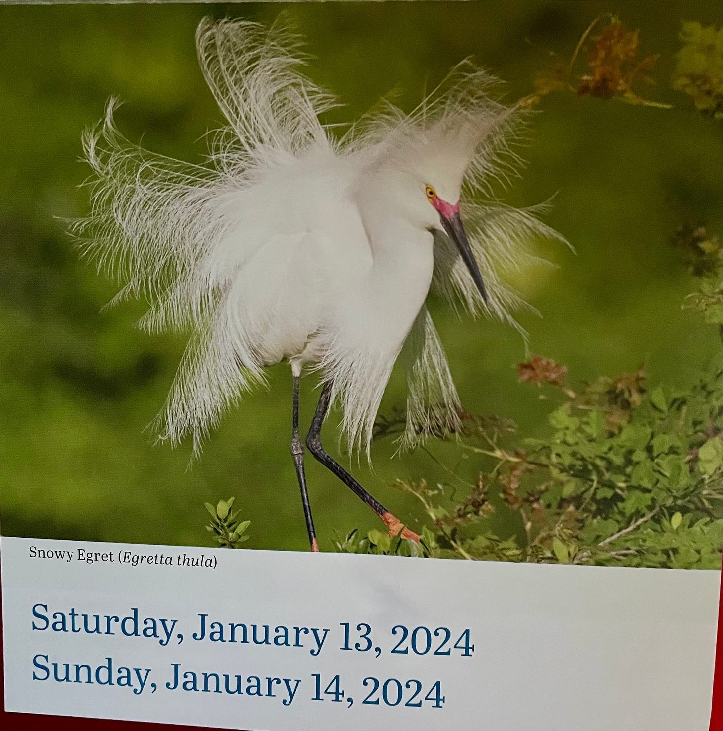 The fancy Snowy Egret - by Emma Lewis