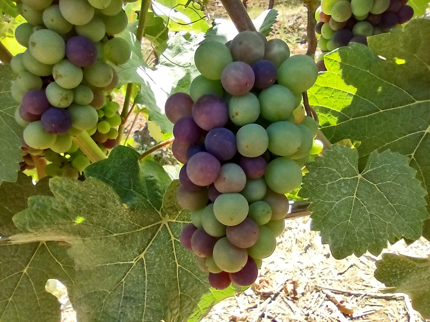 Pinot Noir In Flagrante, mid-August.