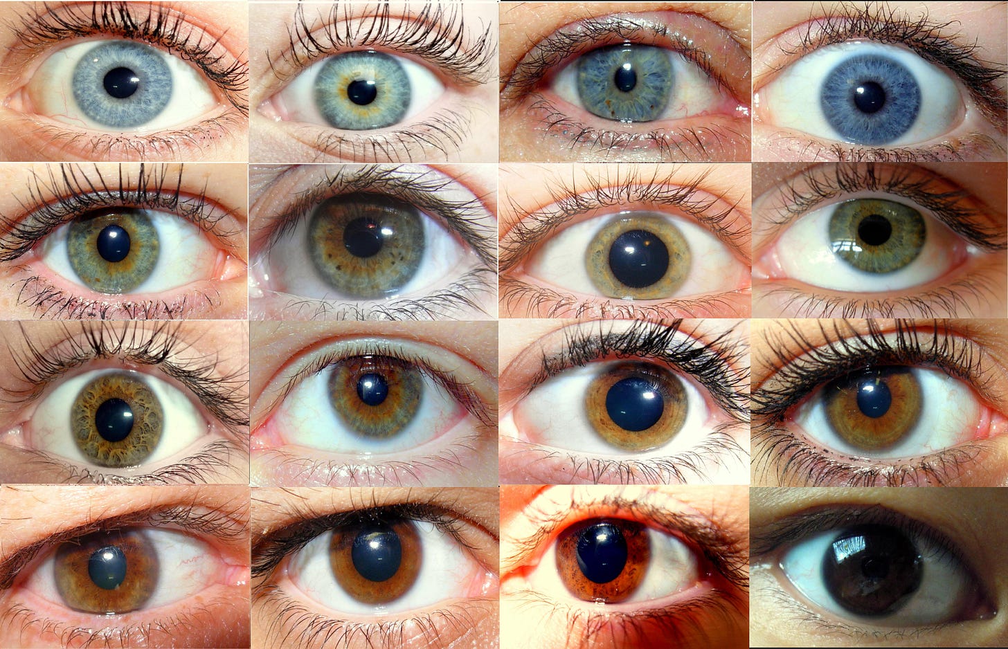 sixteen eyes of various colors
