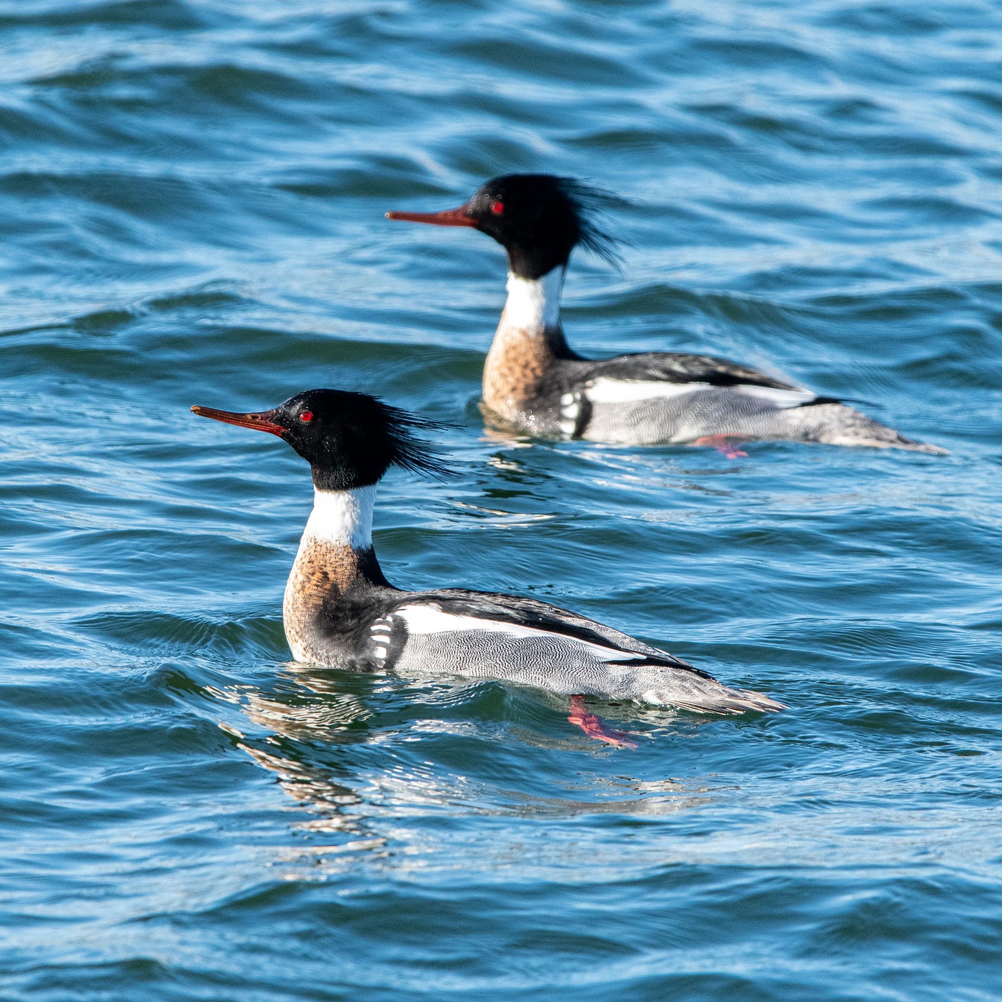 Two male red-breasted mergansers, as dapper as late-Victorian dandies, swim in parallel