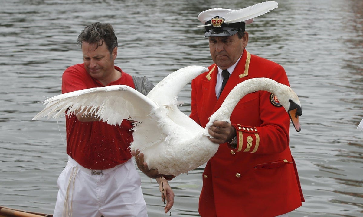 A cygneture event: what is swan upping? | Animals | The Guardian