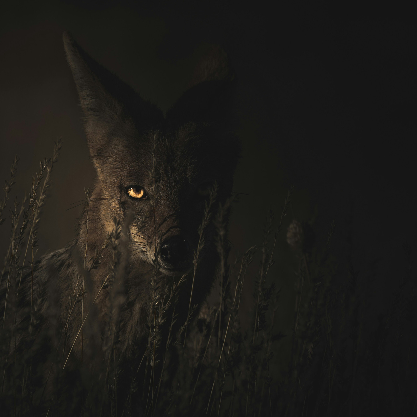 a yellow-eyed, prick-eared beast stares at the viewer from the dark