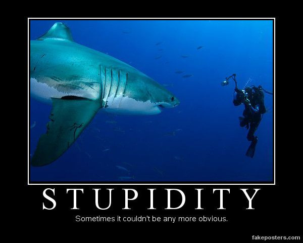 Stupidity - Demotivational Poster | Demotivational posters, Motivational posters, Famous last words