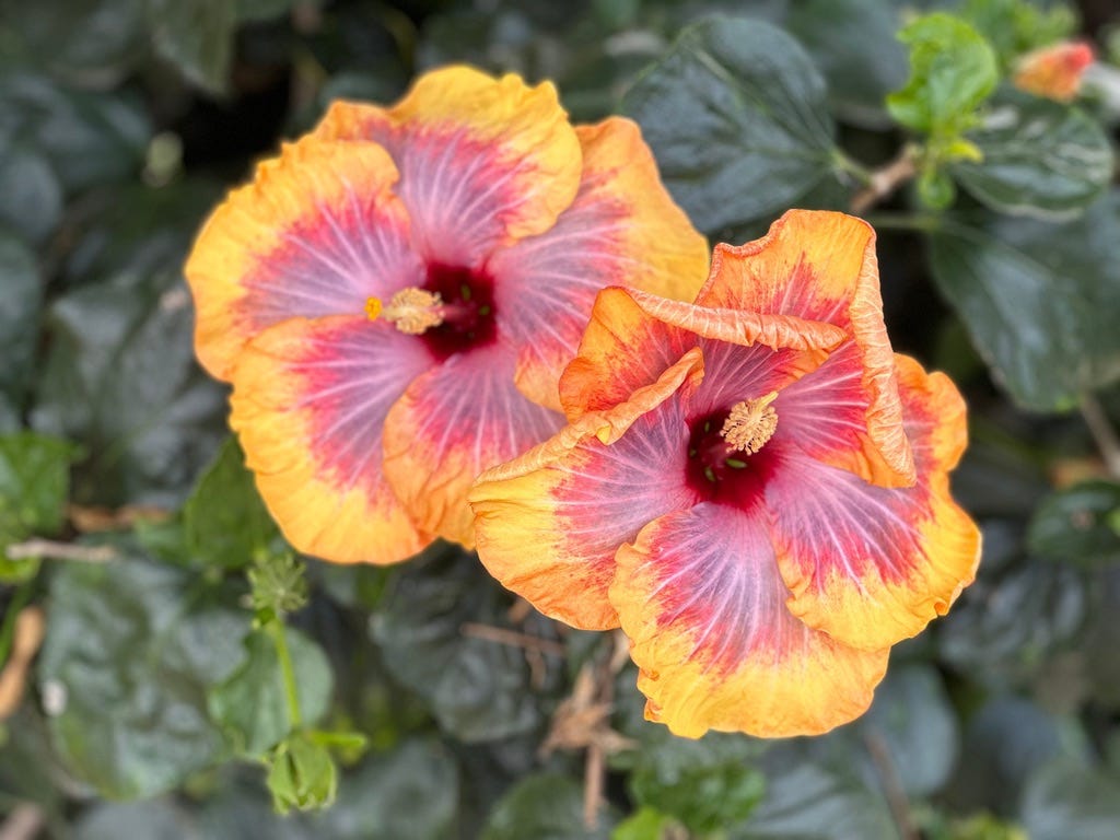 Two Hibiscus. Copyrighted by Mark Tulin