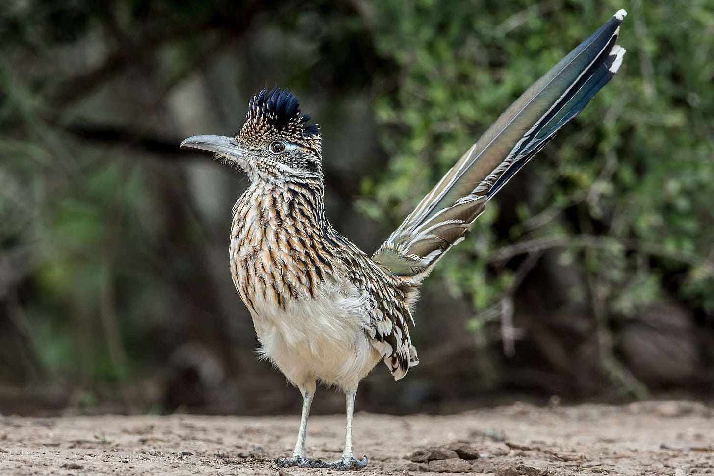 Fun Facts About Roadrunners