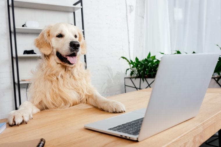 Funny Photos of Dogs "Working From Home" | Reader's Digest Canada