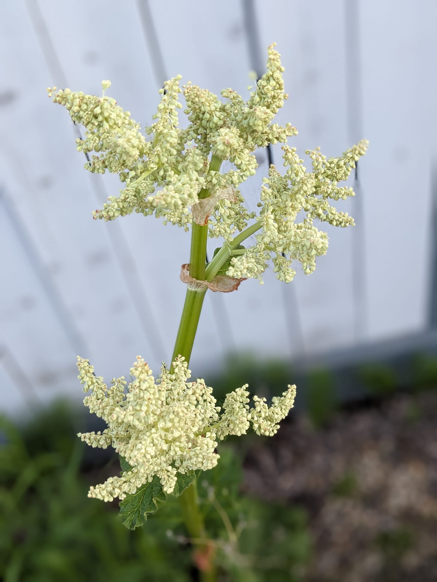 closeup of a flowering rhubarb stalk. the thin green stem supports three clumps of tiny light-green seed pods