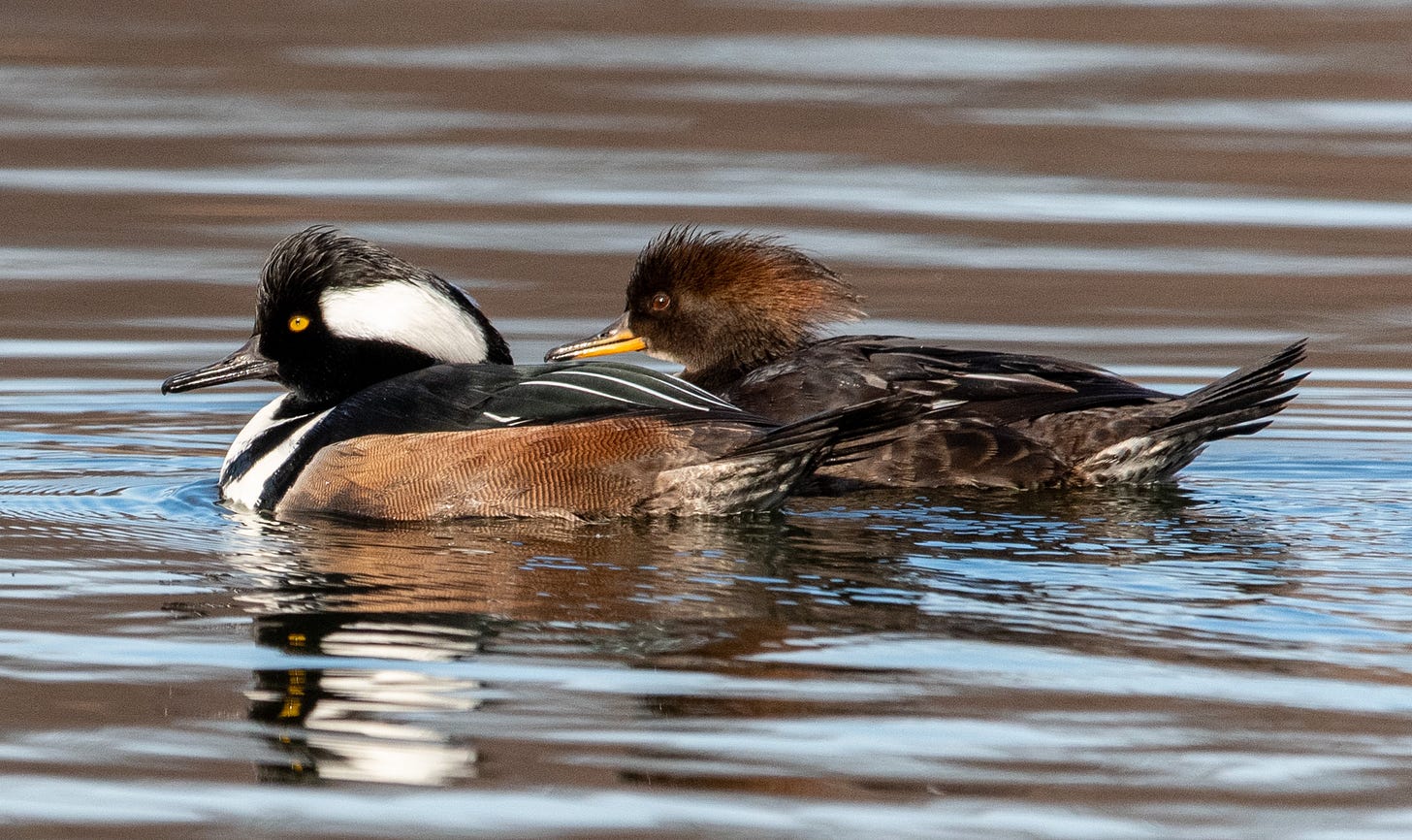 A pair of ducks, the male with a tall black crest with a white inset, the female with a frizzy reddish-brown crest