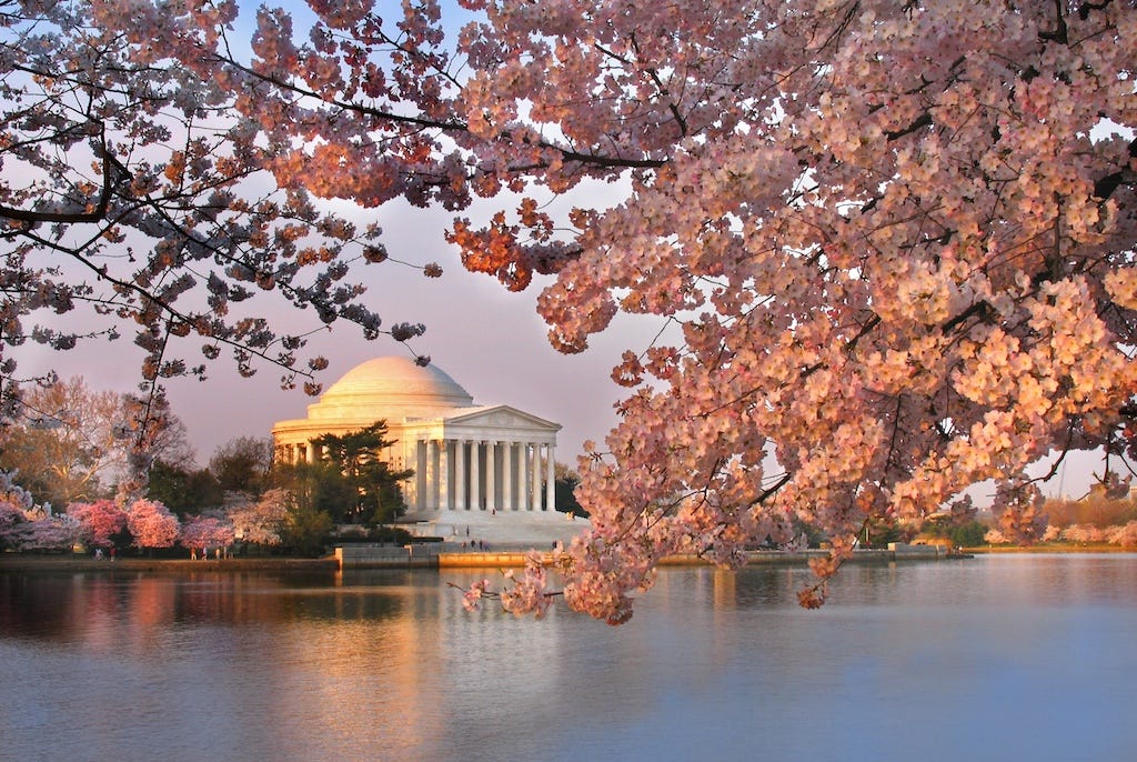 Cherry Blossoms at the Jefferson memorial | Ode to the seaso… | Flickr