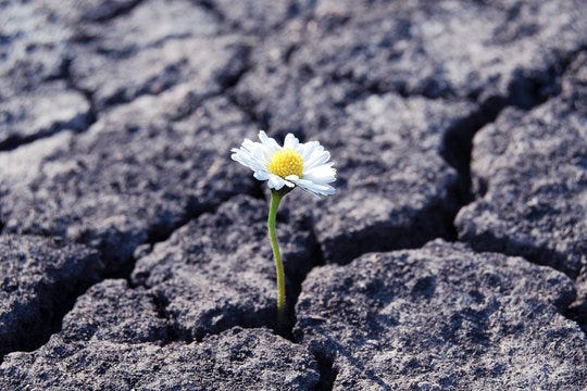 A tiny flower grows out of the cracks in a stone.