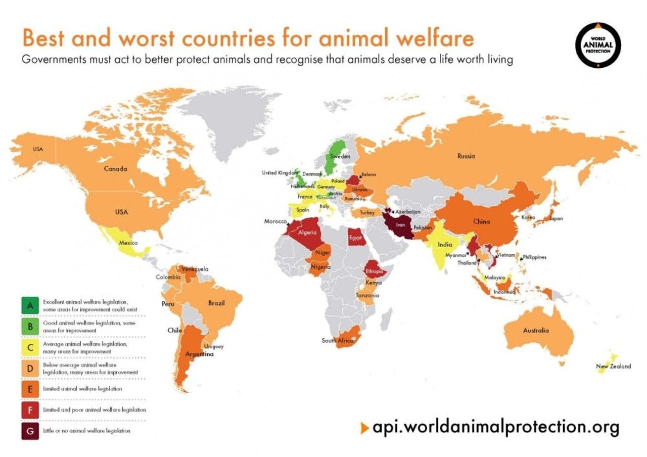 Canada fails animal welfare | World Animal Protection