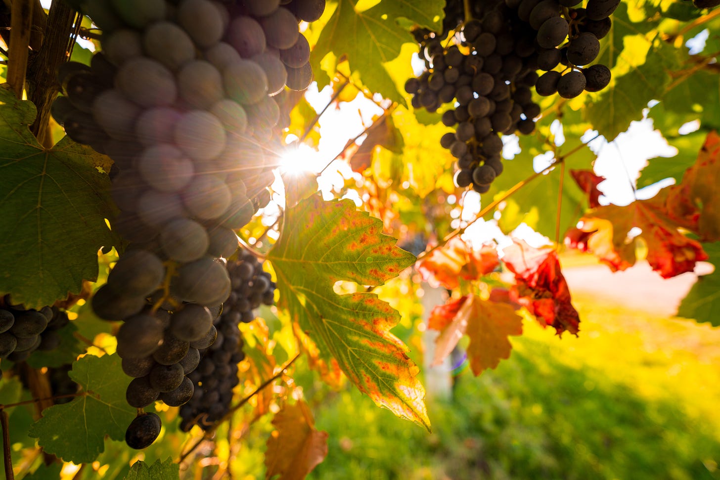 Sunlight shines through a grapevine.
