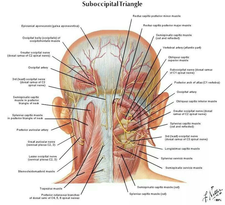 Anatomy of the head.