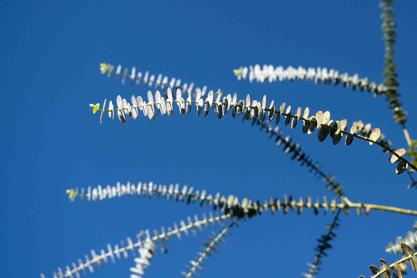 silver dollar eucalyptus against a bright blue sky