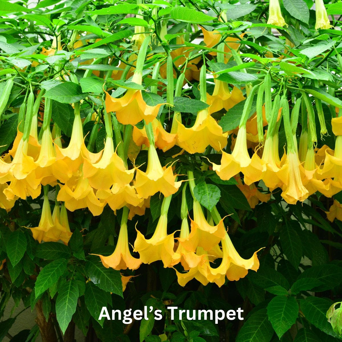 Angel's trumpet plant