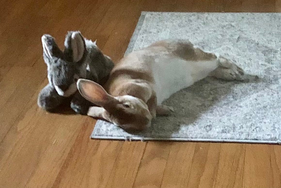 Rabbit next to stuffed animal