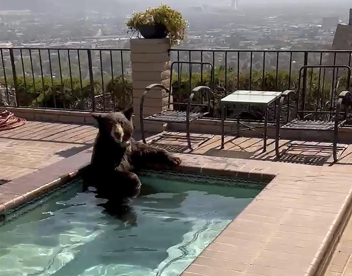 A bear sits in a jacuzzi in Burbank, California.