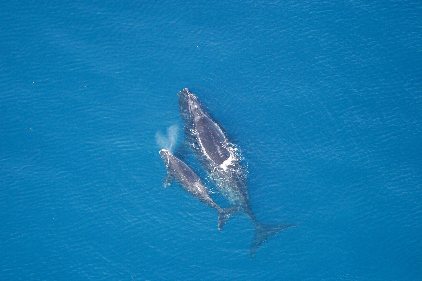 an aerial shot shows a northern right whale mother and calf