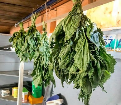 drying nettle