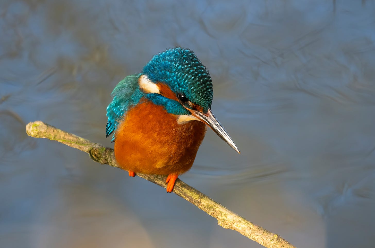 Photo of a female kingfisher perched on a branch