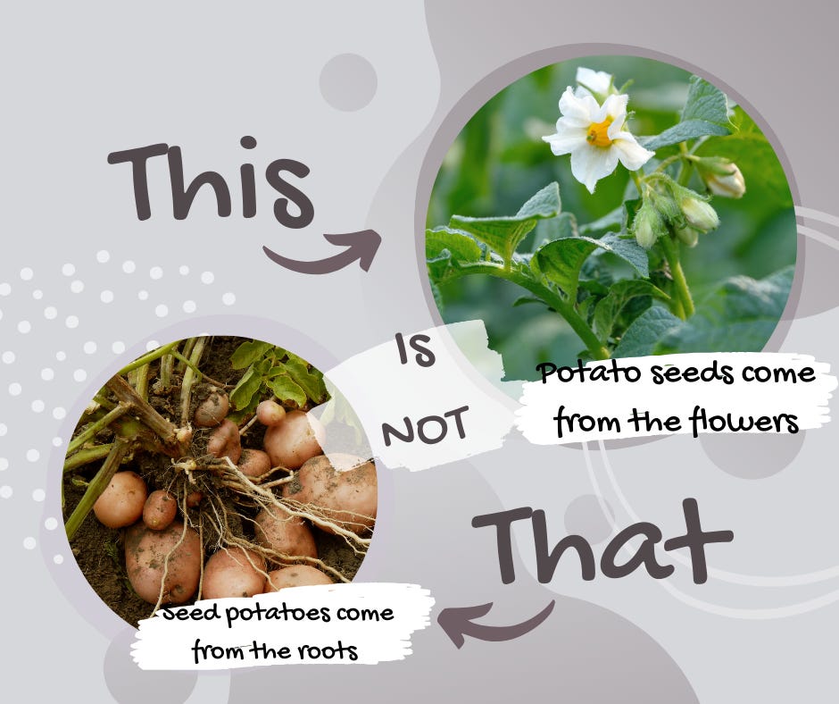 potato flowers where potato seeds come from vs potato tubers from the roots