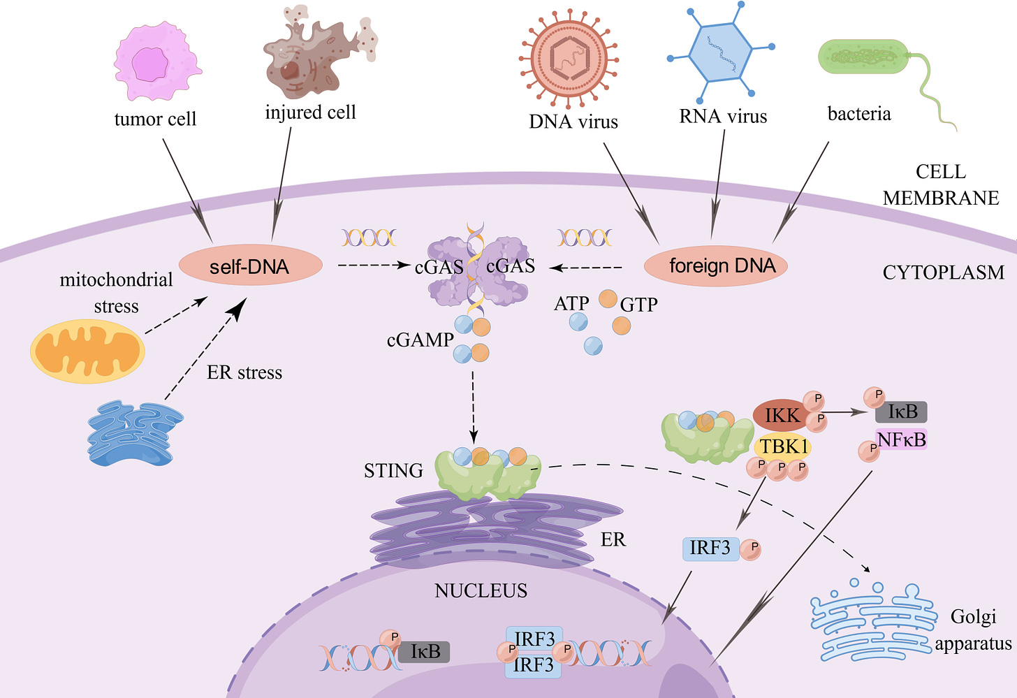 Frontiers | The battle between the innate immune cGAS-STING signaling  pathway and human herpesvirus infection