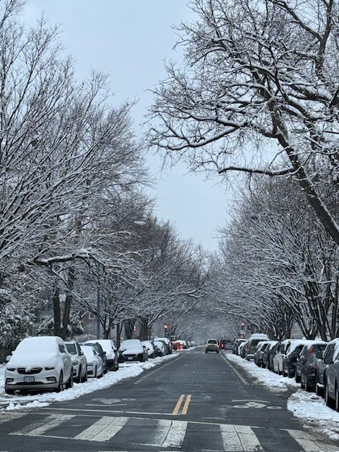 The snowy trees lining the street on Capitol Hill