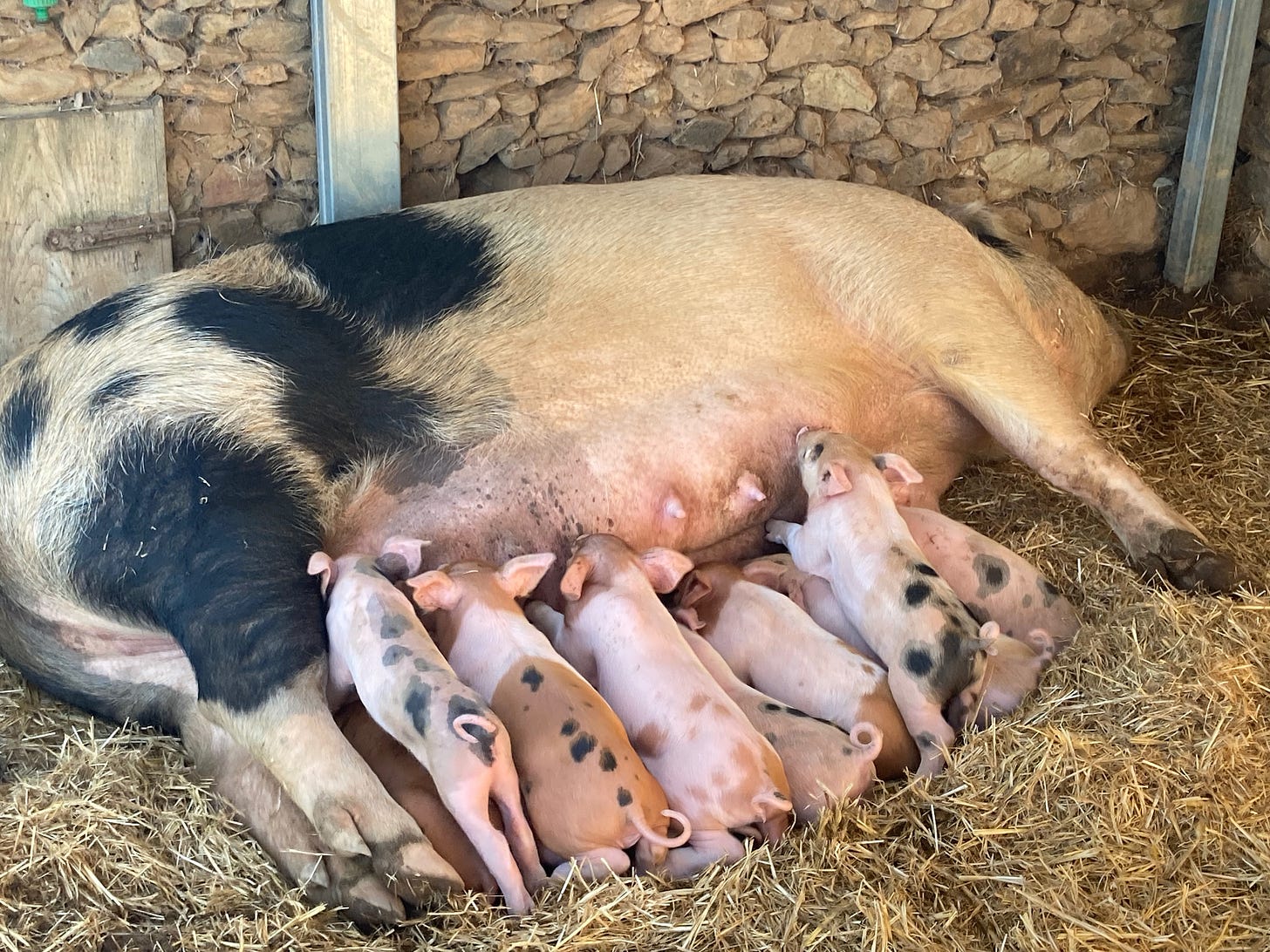 Too Excited... by Anna Guerrier Alentejo Magic