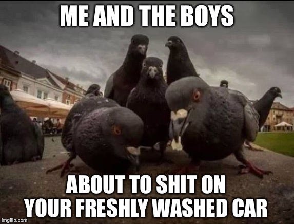 pigeon shitting on your car meme