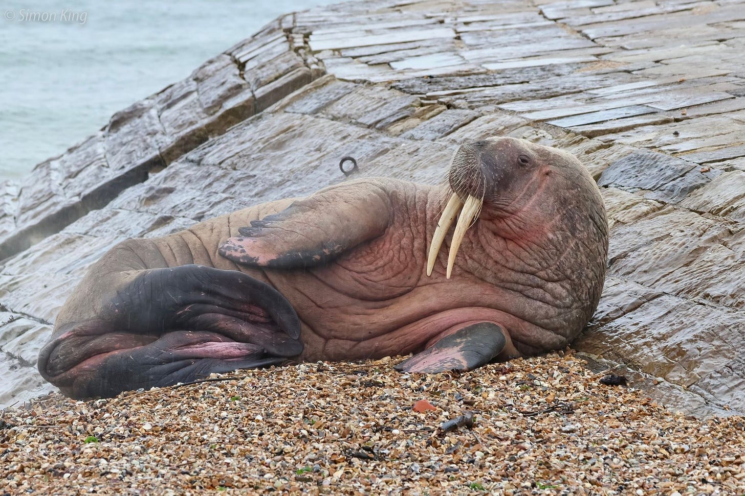 Thor the Walrus stops at Calshot beach near Southhampton following  sightings across Europe - in pictures - HampshireLive