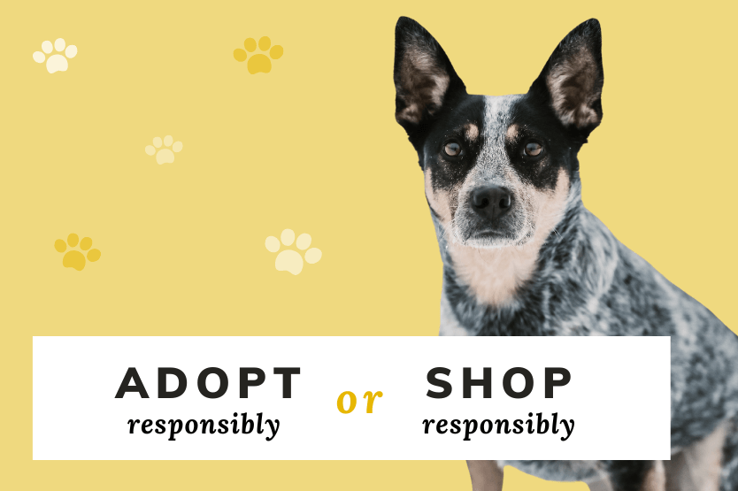 On top of a pale yellow background is a cutout photo of Scout the Australian cattle dog. Layered over the image is the text "adopt responsibly or shop responsibly" in a white box.