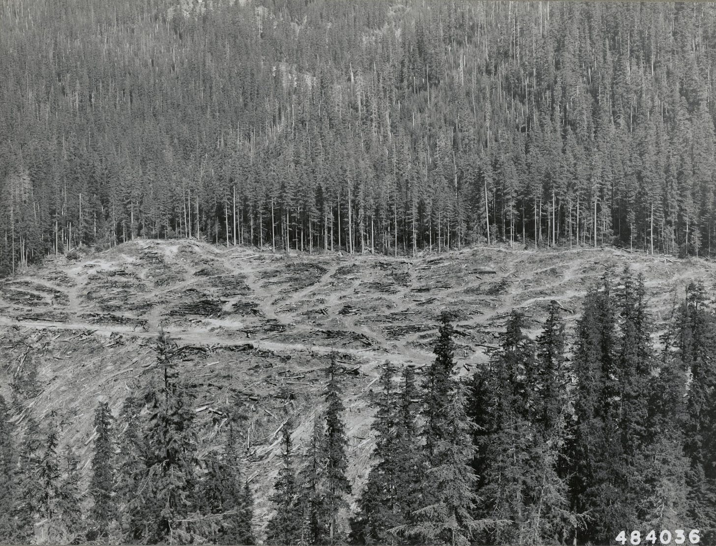 black and white photo of clearcut with skid trails